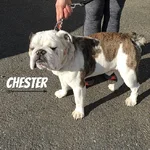 chester.webp chester.webp