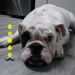 bongo.webp