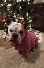 Bella1.webp