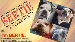 Bertie.webp