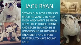 jackr.webp