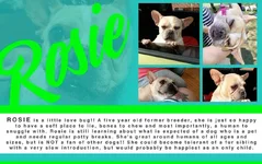 Rosie.webp