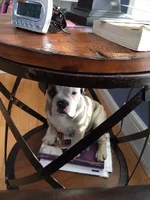 Dog1.webp