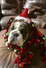 Beau the reindeer Nov 2016.webp