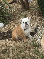 Daisy 001.webp
