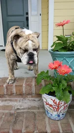 11.5 months old - AcHoo! Dang this pollen is terrible. .webp