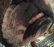 teeth2.webp