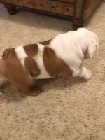 Louie 1.JPG Louie 1.JPG