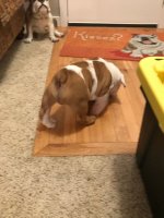 Louie 2.JPG Louie 2.JPG
