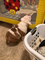 Louie 3.JPG Louie 3.JPG