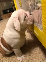 Louie 4.JPG Louie 4.JPG