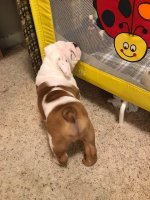 Louie 5.JPG Louie 5.JPG