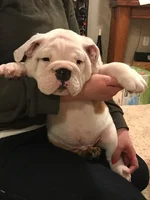 Louie 7.webp