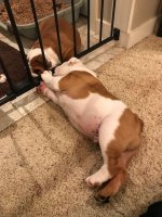 Louie 8.JPG Louie 8.JPG