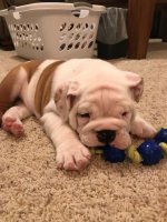Louie 9.JPG Louie 9.JPG