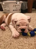 Louie 9.webp