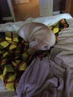 DOGS 1.webp
