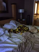 DOGS 2.webp