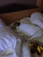 DOGS 3.webp