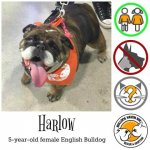 harlow.jpg harlow.jpg
