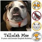 tallulah mae.webp