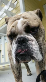 11.5 months old - Allergic reaction .webp