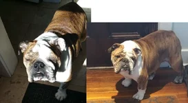 before and after ham.webp