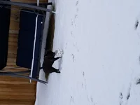 Ball playing 2.webp