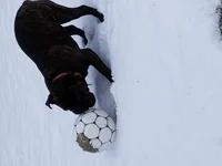 Ball playing.webp