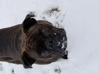 Love snow.webp