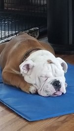 Sleeping Beauty Duke summer 2017.jpg