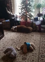 Monty under the tree.webp