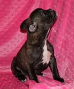 Frenchie.webp