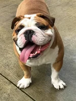 Chewy Smiling.webp