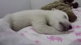 151212130708-polar-bear-cub-dreaming-orig-vstan-jnd-pkg-00001923-large-169.webp