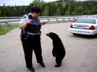 curious-bear-cub.jpg