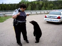 curious-bear-cub.webp