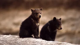 baby-grizzly-bear-cubs.webp