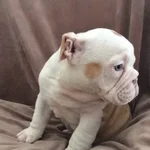 Duke's brother green eye 2.webp