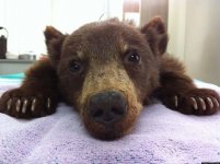 o-BEAR-CUB-RESCUED-facebook.jpg