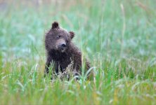 cute_bear_cub.jpg