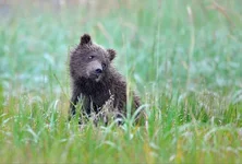 cute_bear_cub.webp