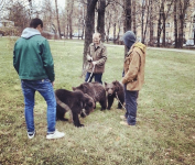 Awesome-Russia-Pet-bears.png