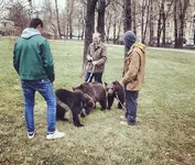 Awesome-Russia-Pet-bears.webp