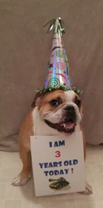 Hank.webp