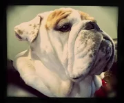 uploadfromtaptalk1483154732232.webp