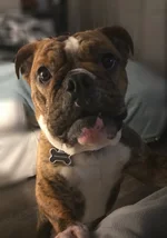 frankie Sinatra 2.webp
