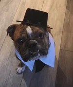 frankie halloween.webp
