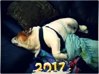 uploadfromtaptalk1483320929995.webp
