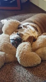 Monty sleeping.webp